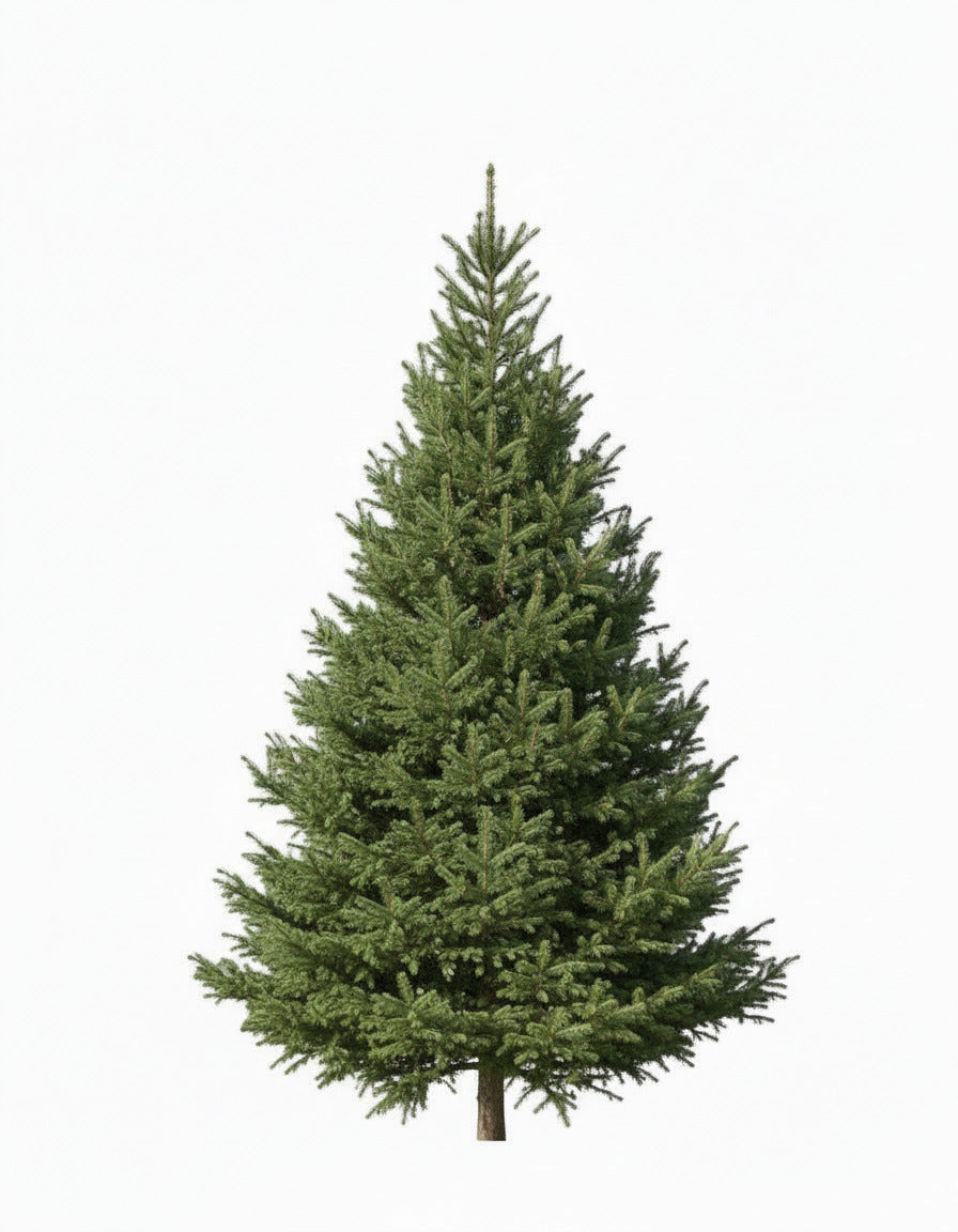 Viljelty Joulukuusi L (220-240cm)