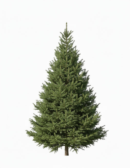 Viljelty Joulukuusi S (160-190cm)